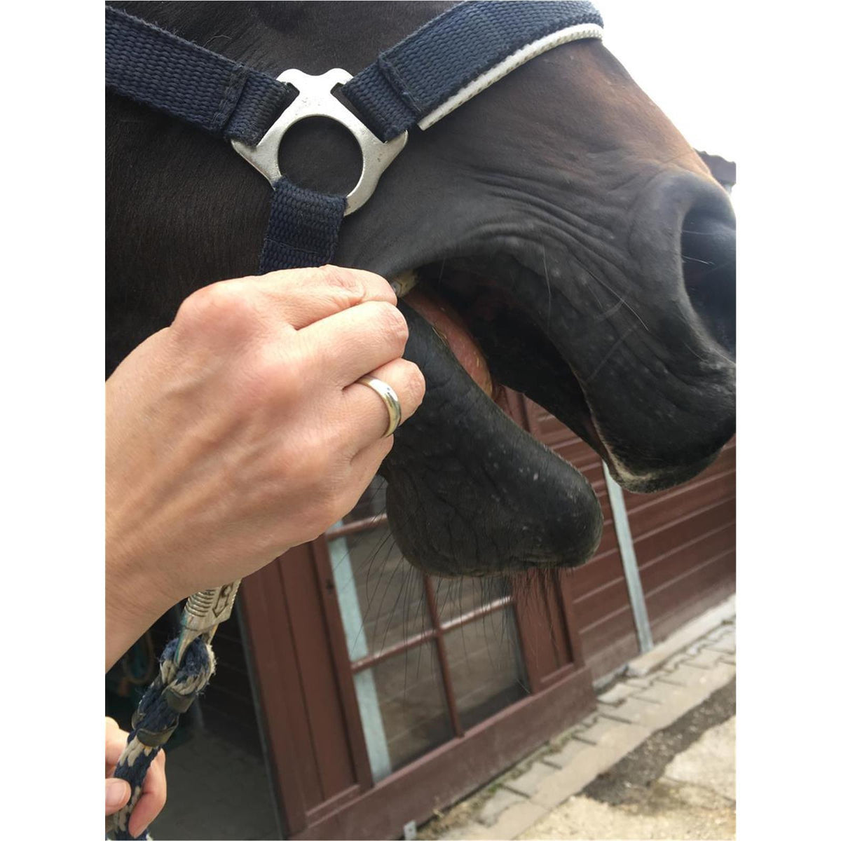 Doc-Wurm-Check HORSE - EQUISAL Bandwurm-Check